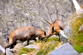 UN GRAN BEL PIZZO DI COCA (3052 m.) il 19 agosto 2011 - FOTOGALLERY